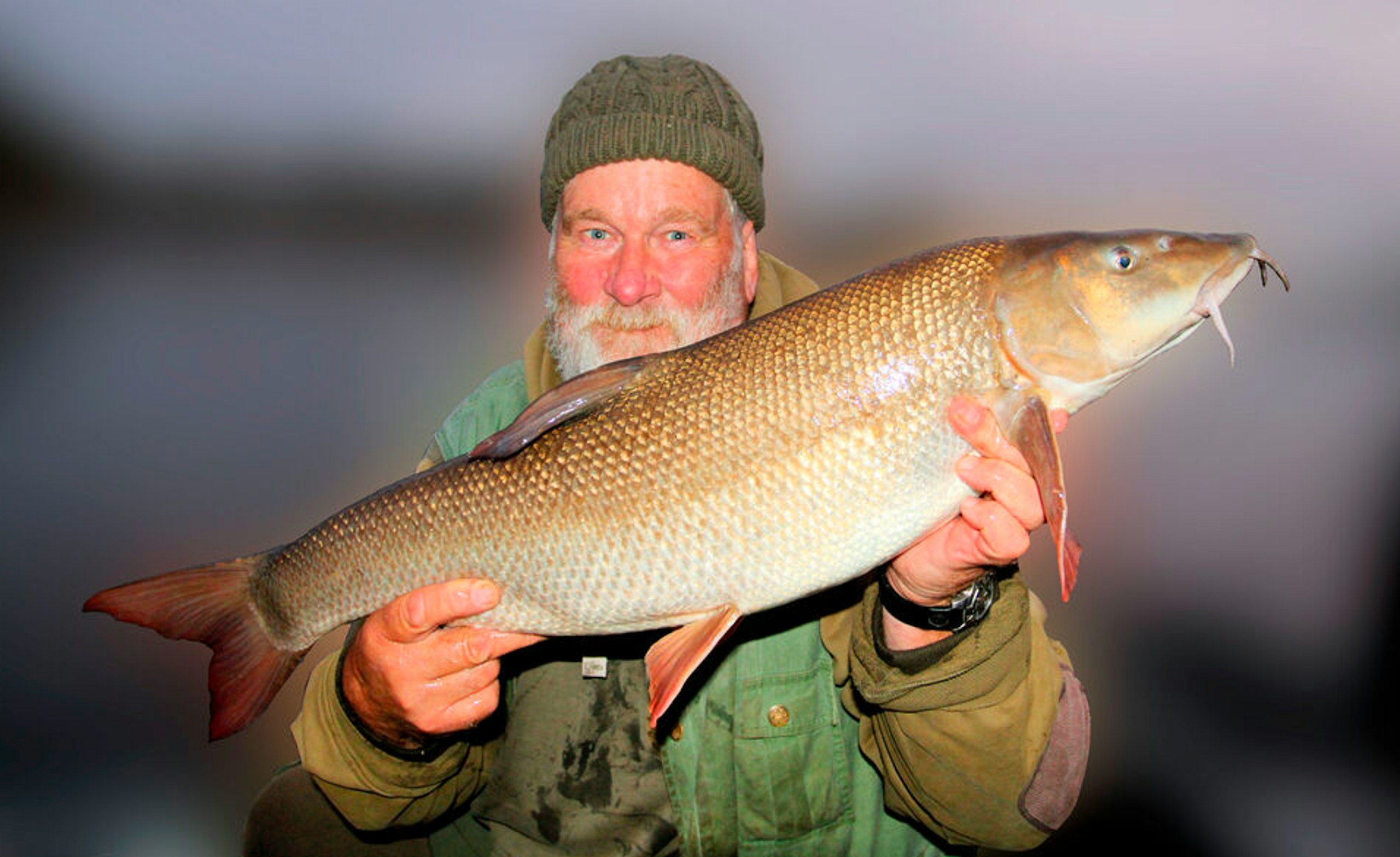 This barbel fell to a lamprey section. It’s a great bait on the River Trent