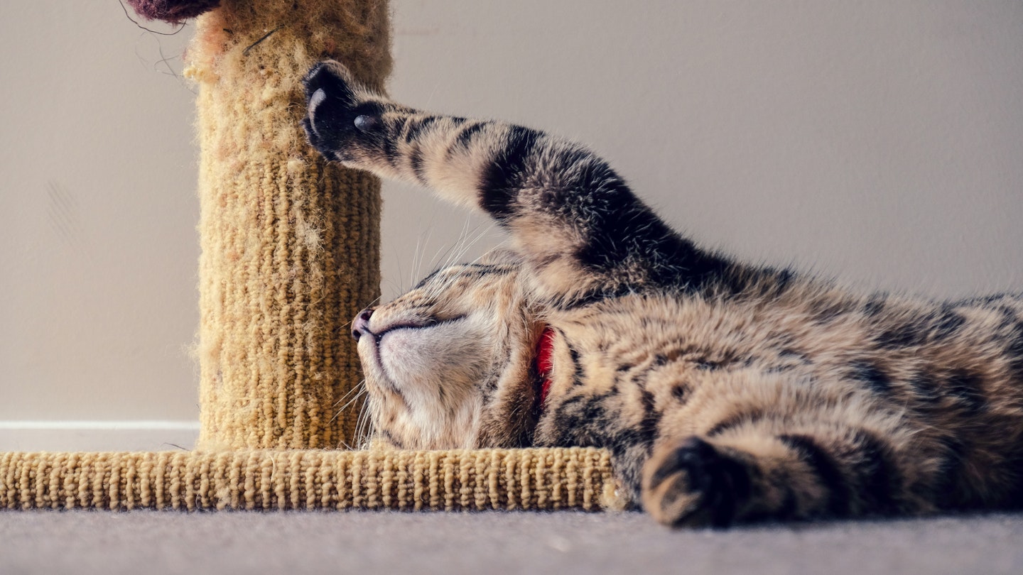 The best cat scratching posts to buy online, cat lying down scratching post on floor