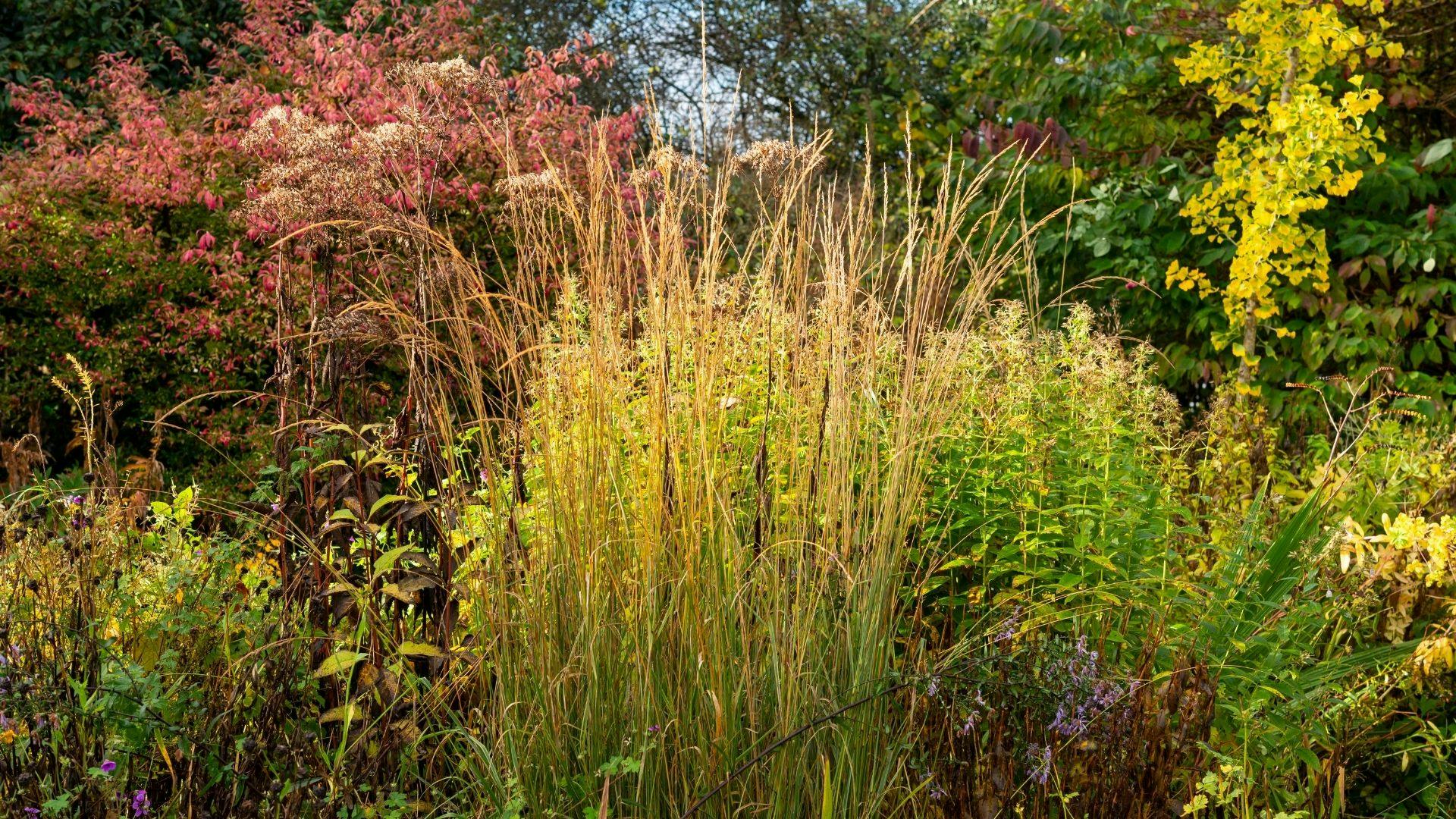 Best Plants For Privacy In The UK