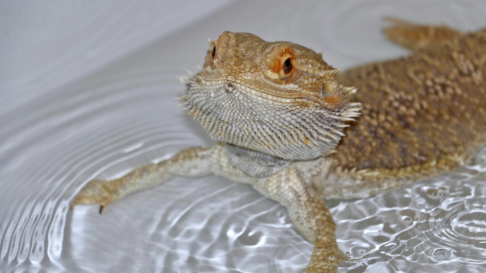 Awesome Bearded Dragon Habitat