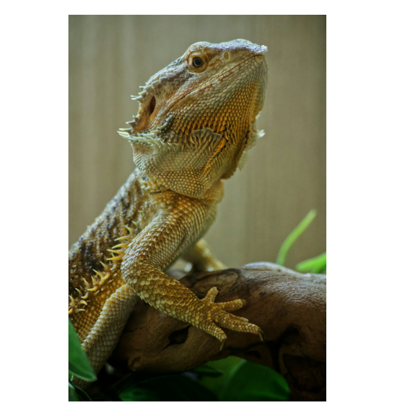 Full Bearded Dragon Setup