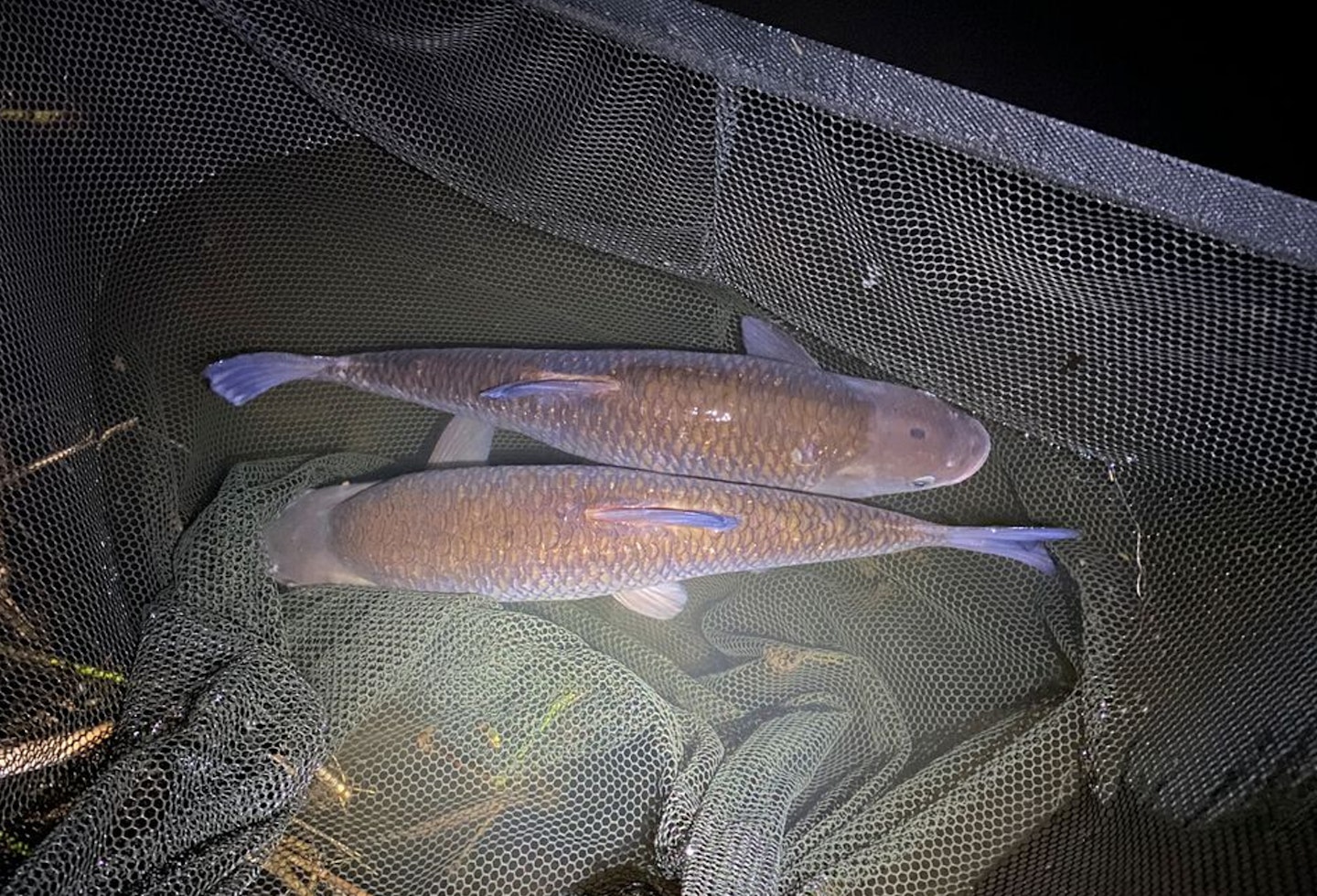 The pair of giant chub in the net