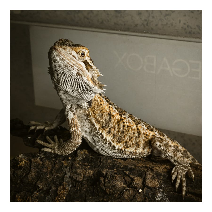 A Full Guide To Bearded Dragon Care | Pets | Take A Break