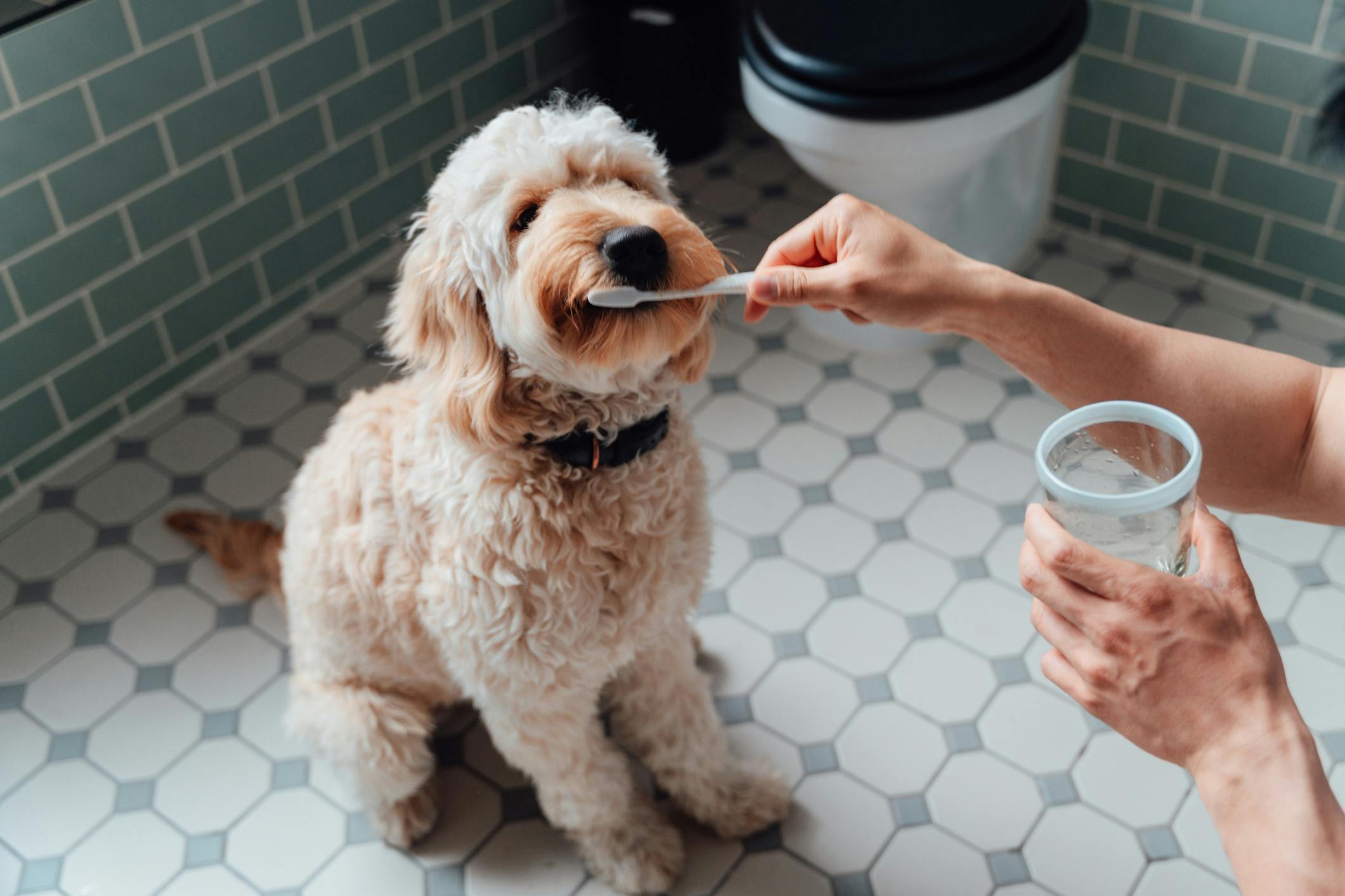 Best puppy best sale toothbrush and toothpaste