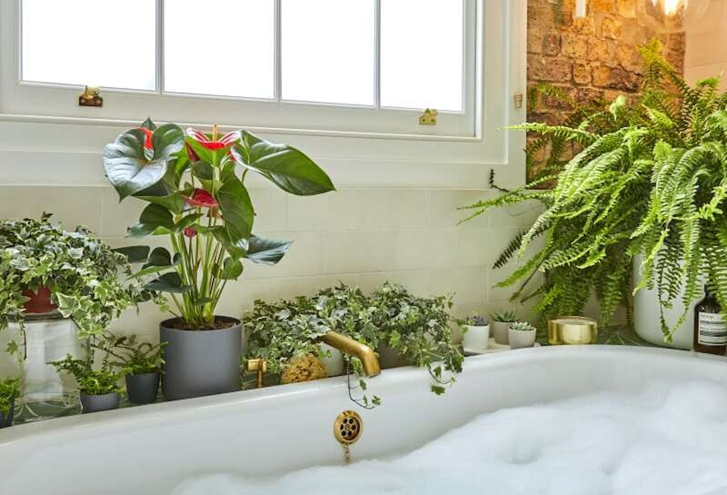 Plants for bathrooms