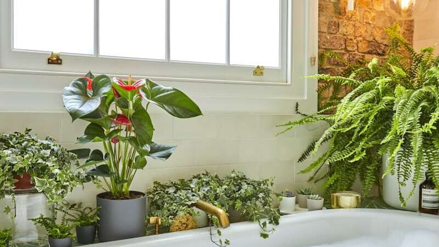 Plants for bathrooms