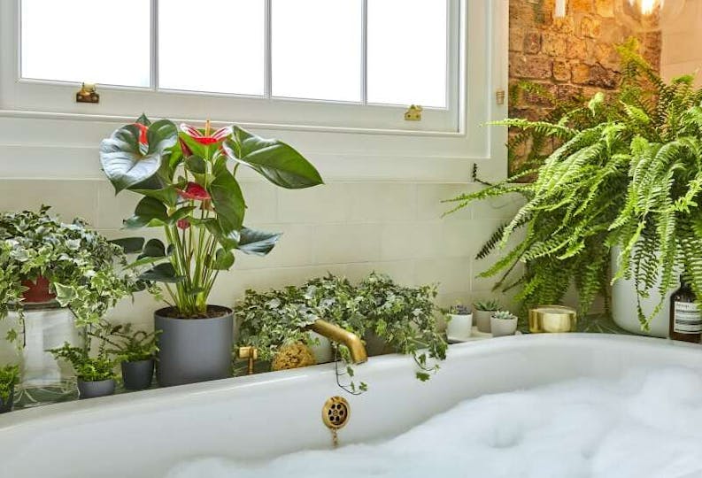 Best Plants For Your Bathroom, Plants For Dark Bathroom Uk