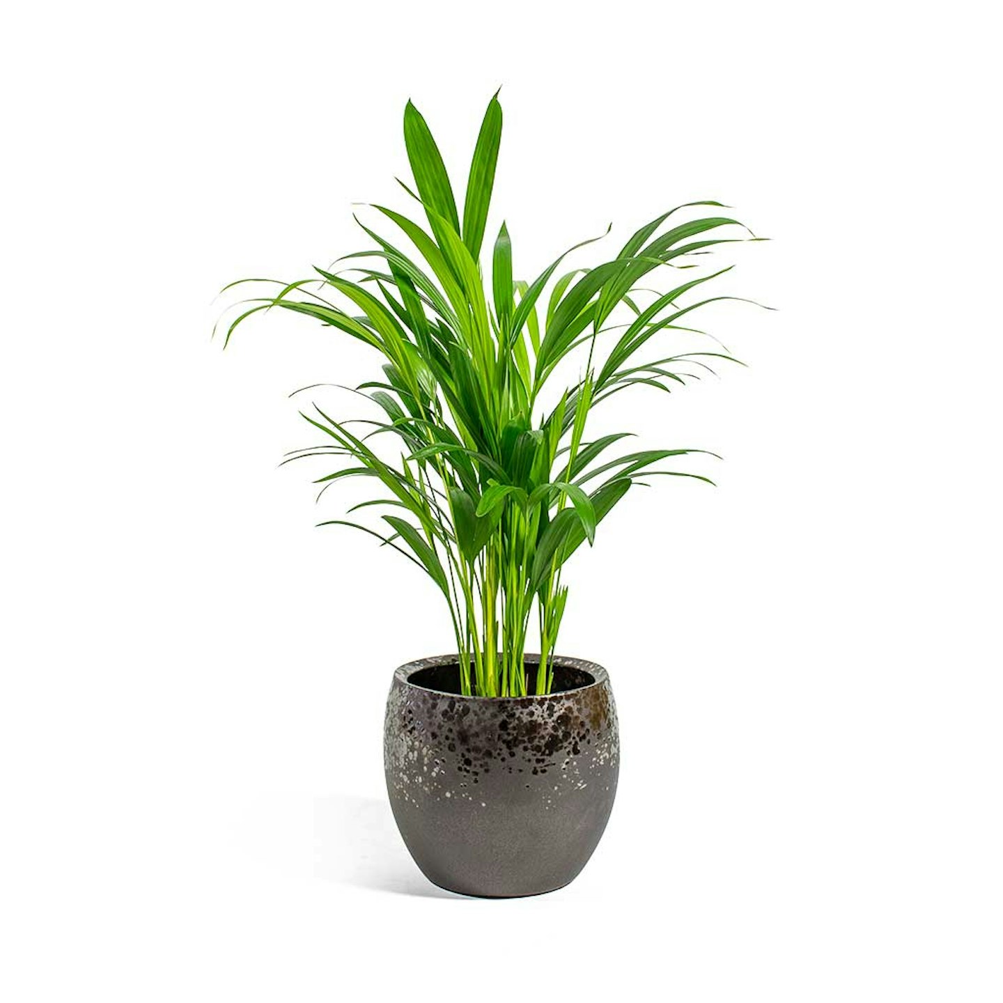 Hortology, Areca Palm, £10.99