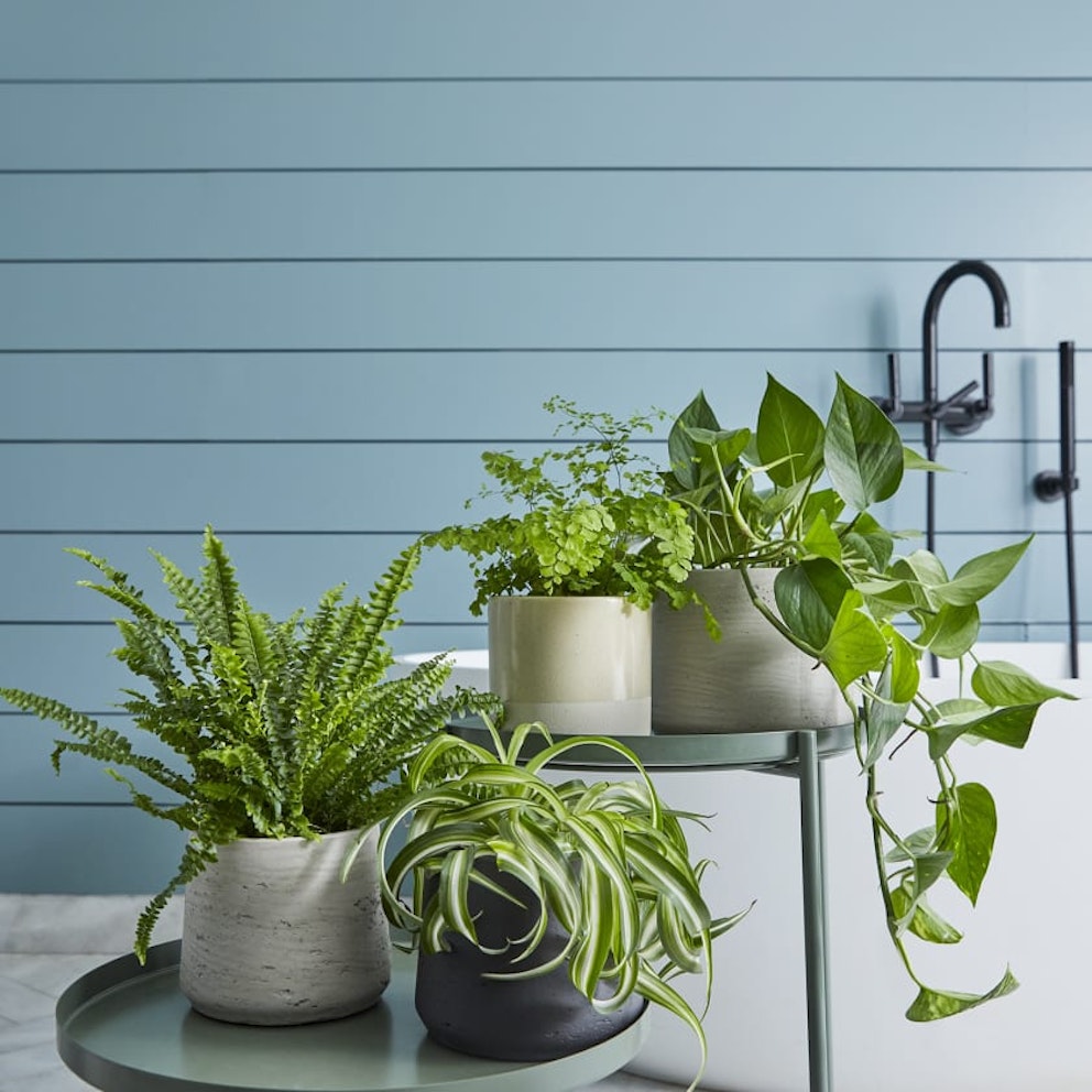 What Are The Best Indoor Plants For Bathrooms? Interiors Grazia