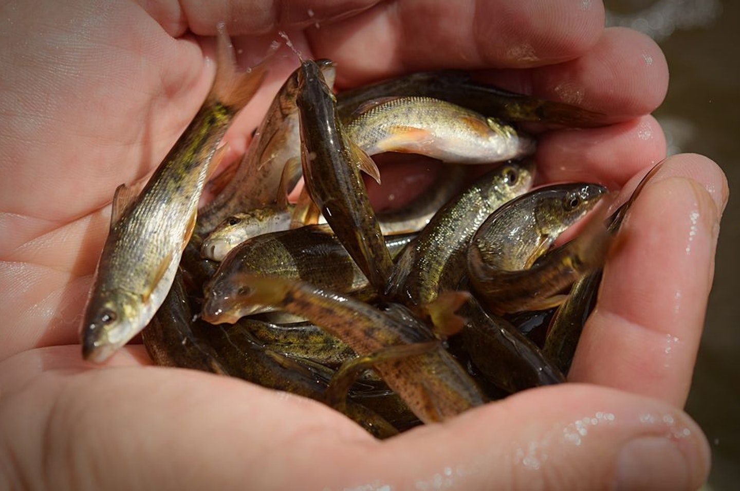 The most-stocked species were barbel