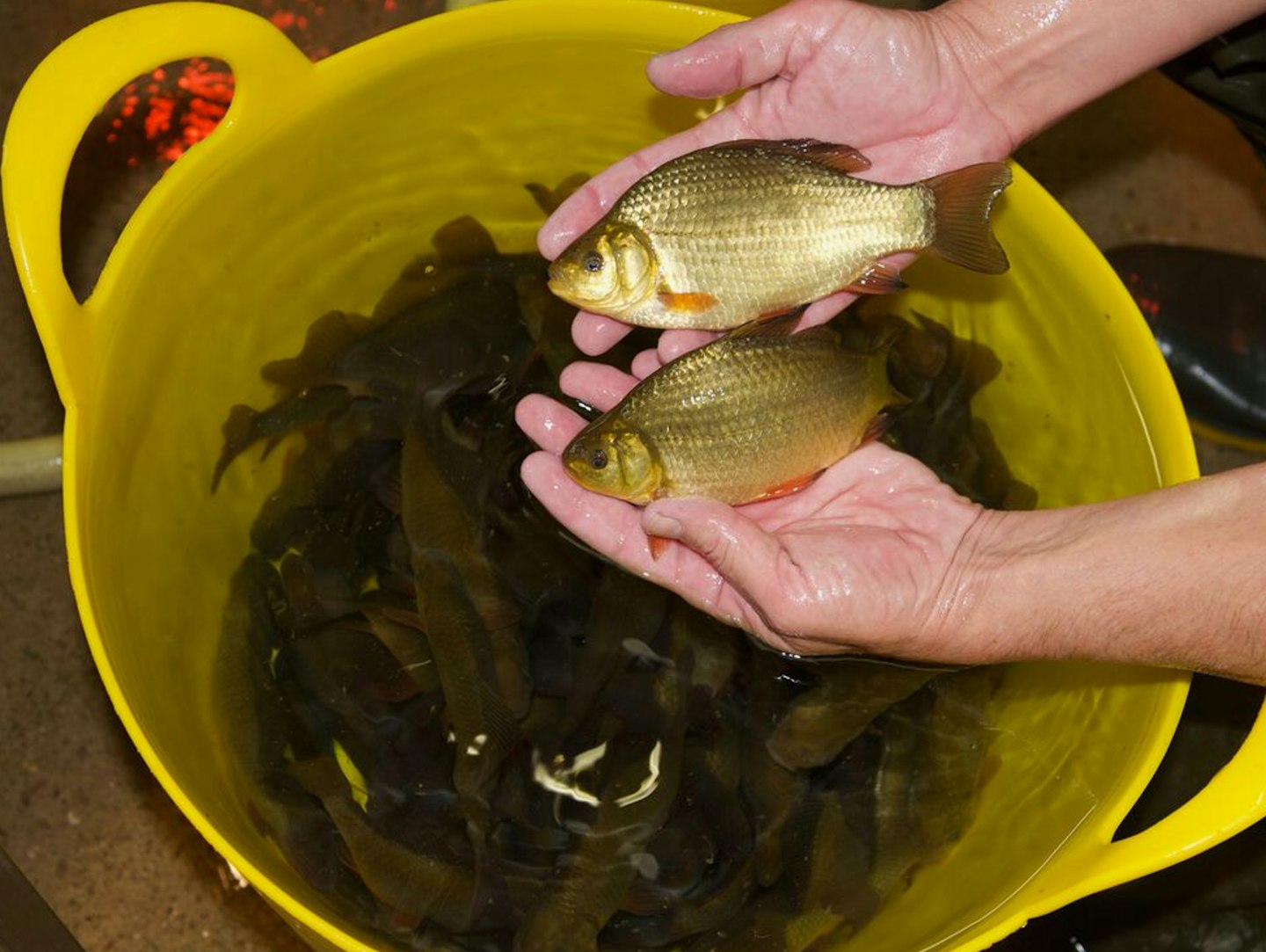 Crucian carp made up 5.5% of the stocked fish