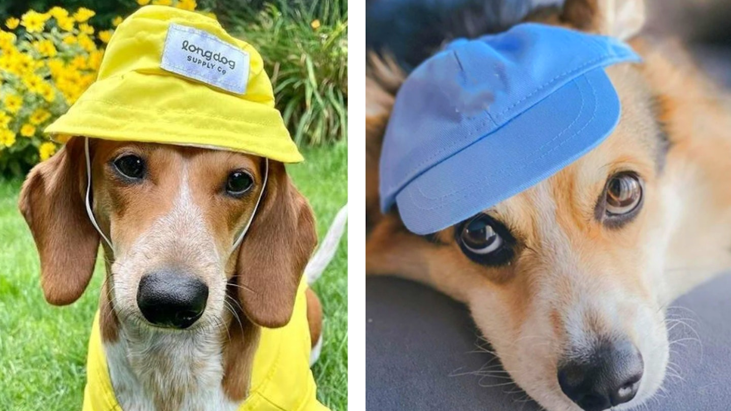 Best Dog Sun Hats 2022