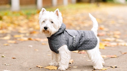 The Aldi dog coat that will keep your canine nice and cosy ...