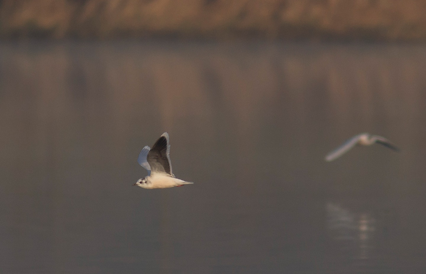 Little Gulls