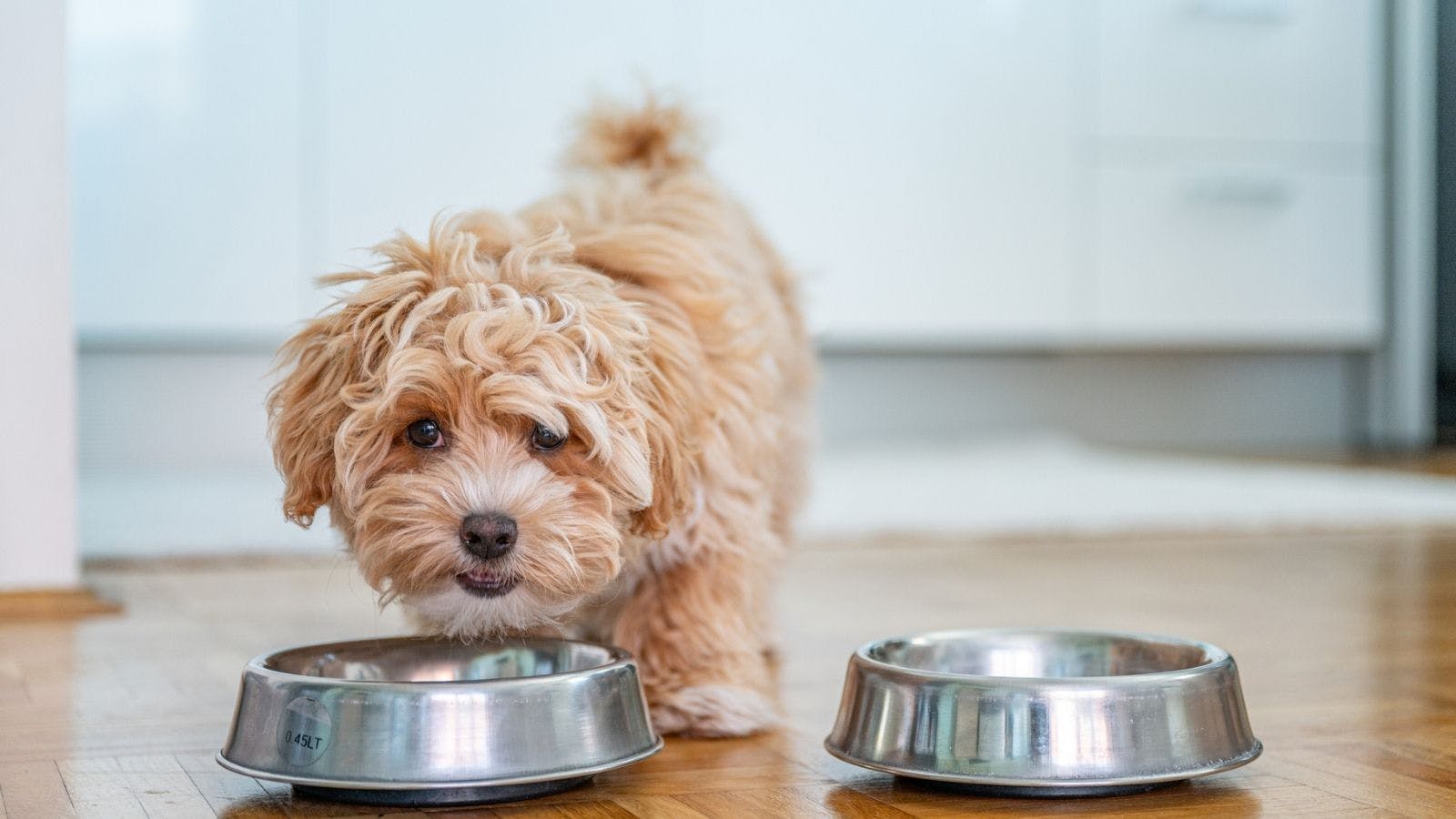 Aldi dog outlet biscuits review