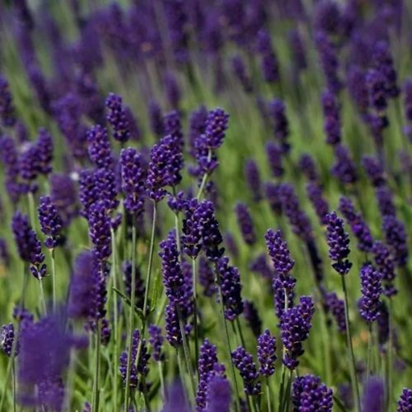 English Lavender Angustifolia 'Munstead'