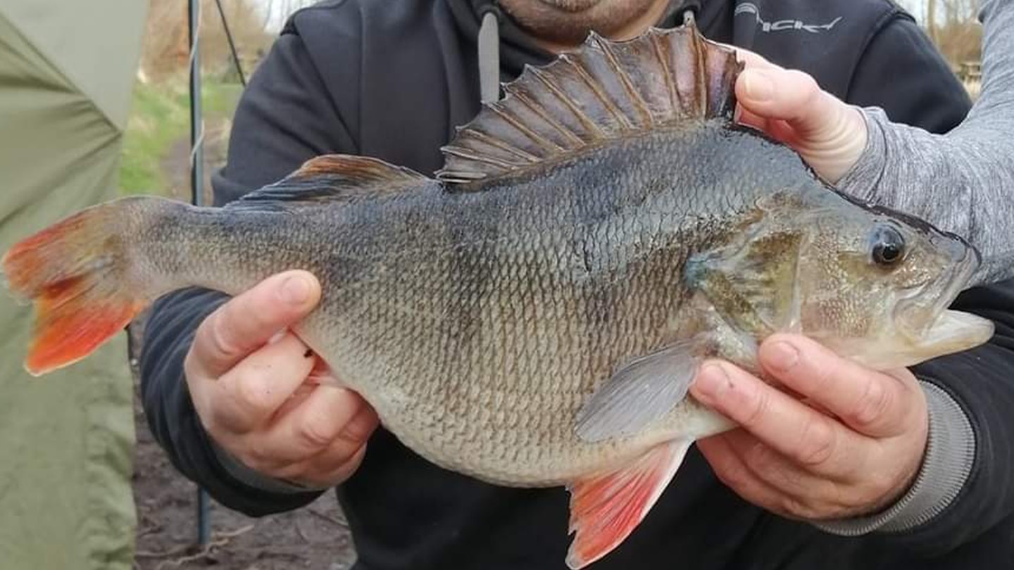 Two-year perch mission pays off