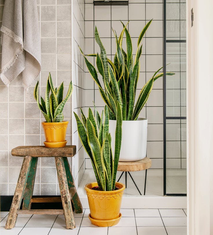 The Best Houseplants That Survive In Dark Rooms