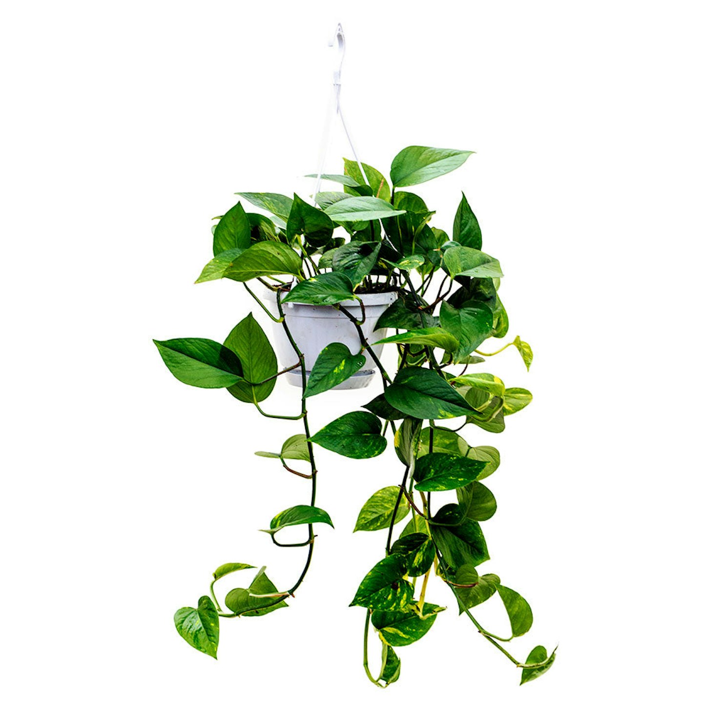 Hortology, Epipremnum aureum - Golden Pothos, £29.99