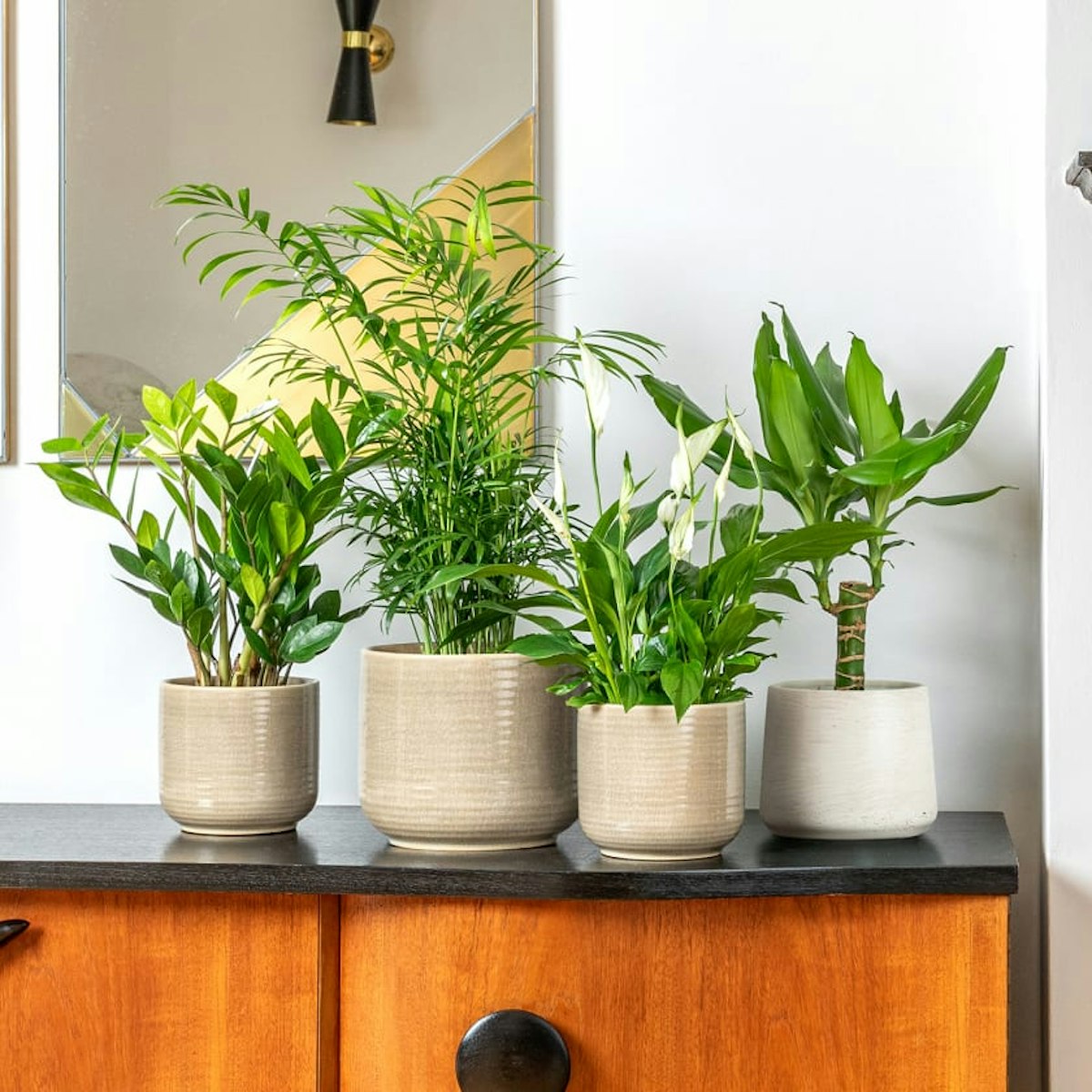 The Best Houseplants That Survive In Dark Rooms Interiors Grazia