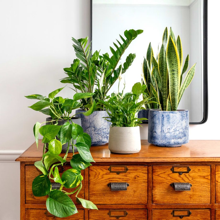 The Best Houseplants That Survive In Dark Rooms