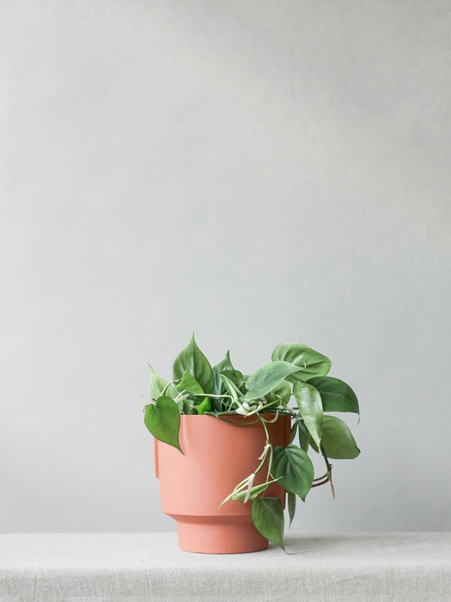 Leaf Envy, Philodendron Scandens, £20