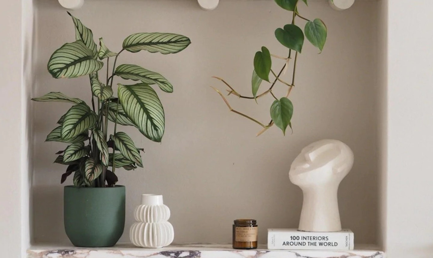 the best plants for dark rooms