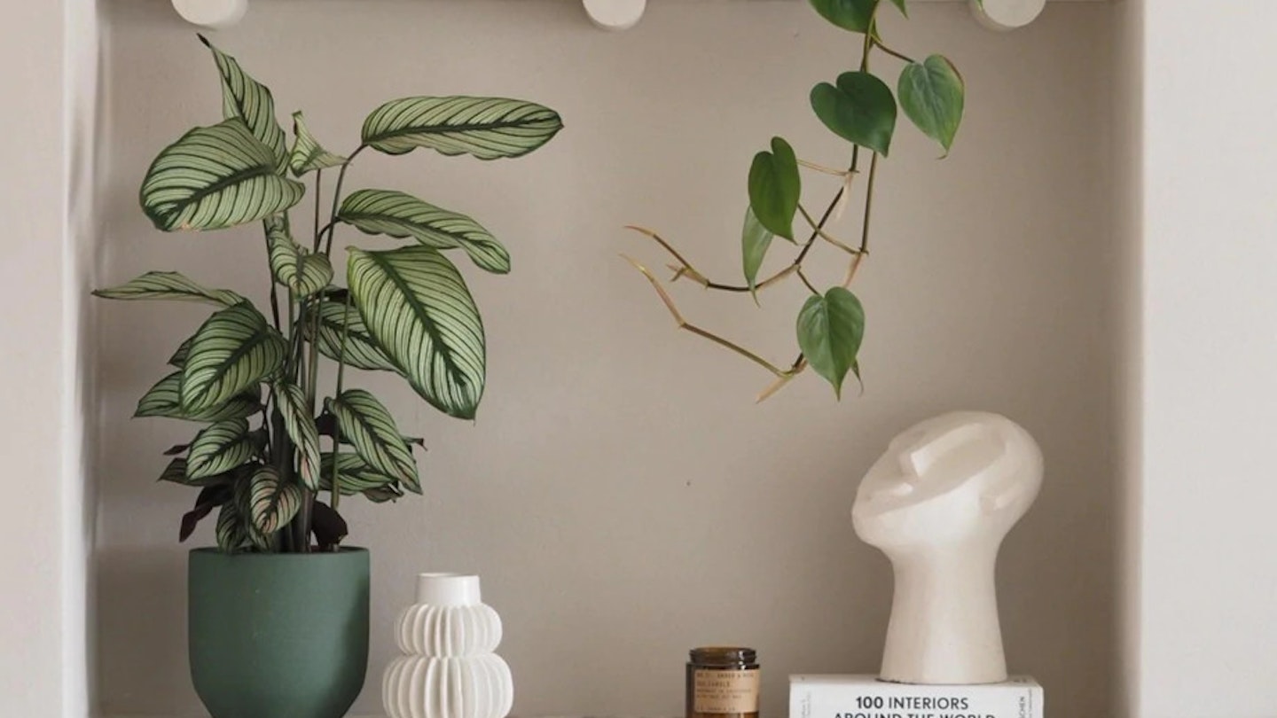 the best plants for dark rooms