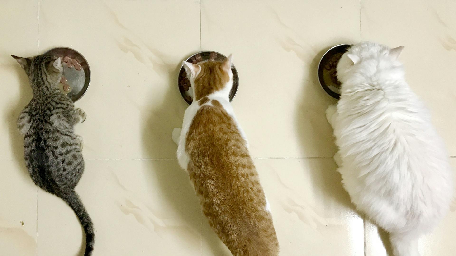 Which cat food is best? The top UK cat foods to buy 2024