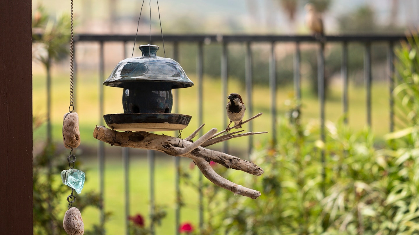 Bird feeder hung in garden with bird eating