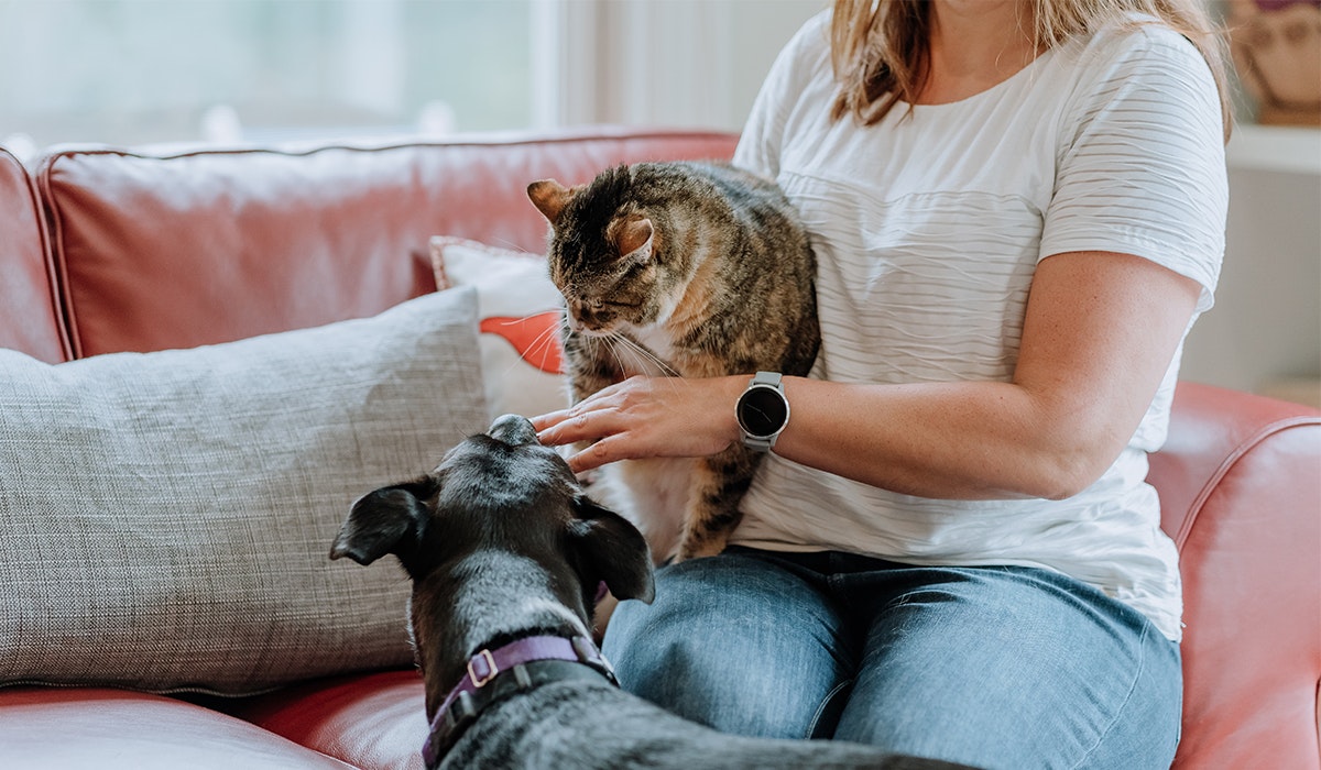 How to introduce a cat to a dog