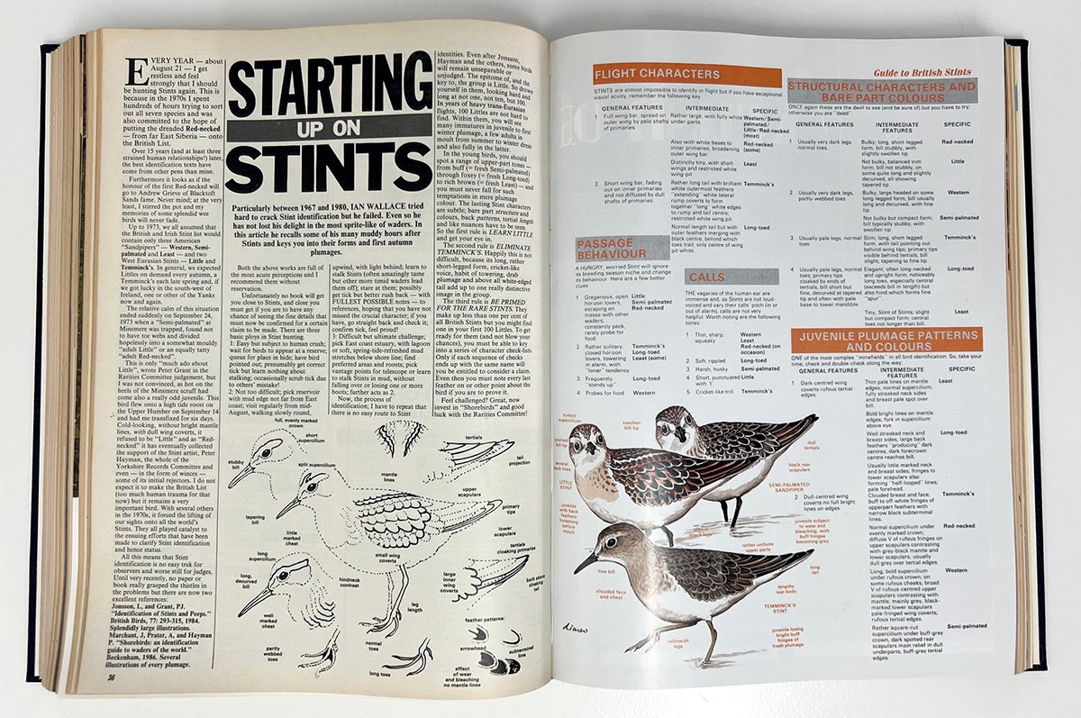 Ian Wallace's Birding Masterclass – Part 25, Features