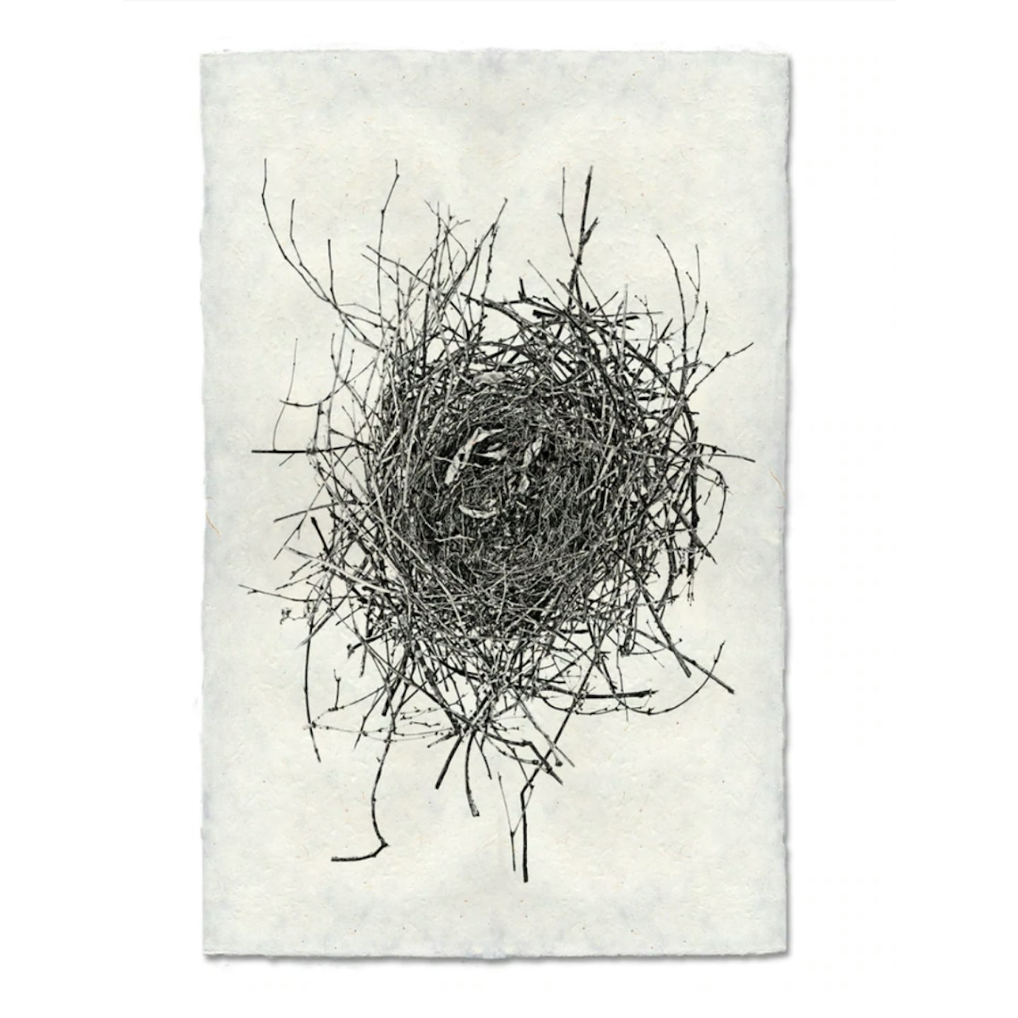 Barloga Studios Bird Nest Prints, £45.84 upwards