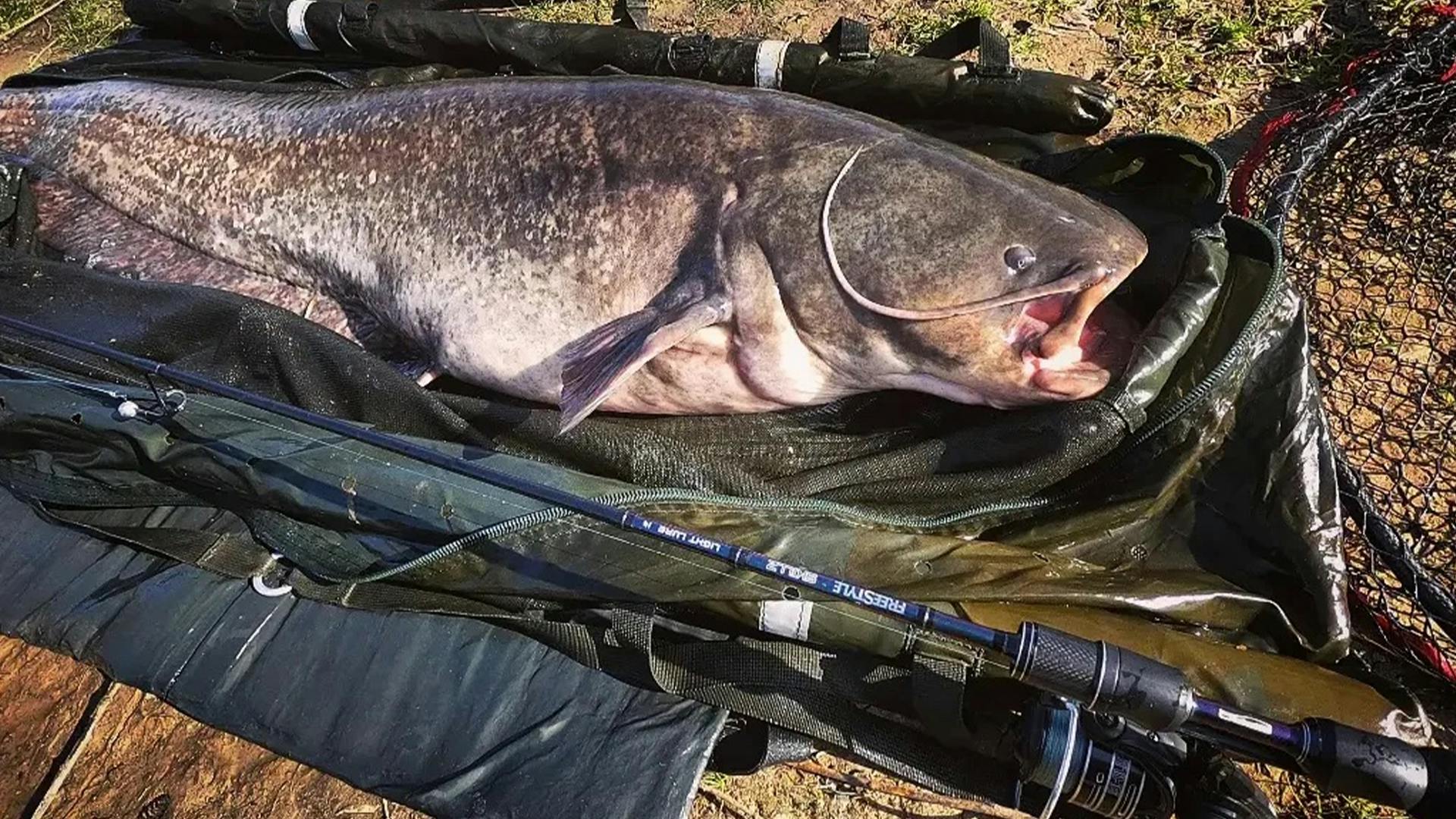 Big catfish hits perch lure 