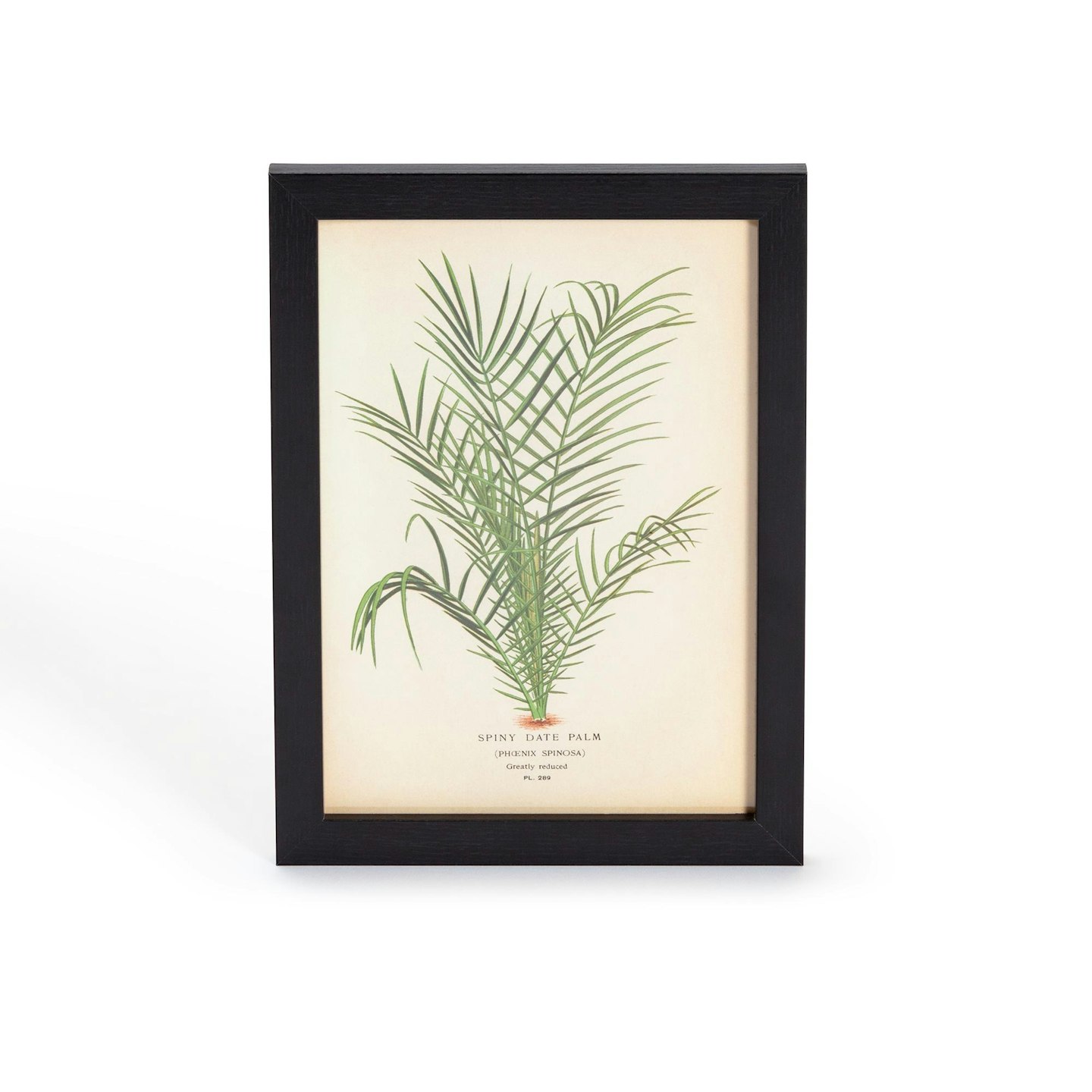 Habitat Eden Palm Leaf Print Wall Art