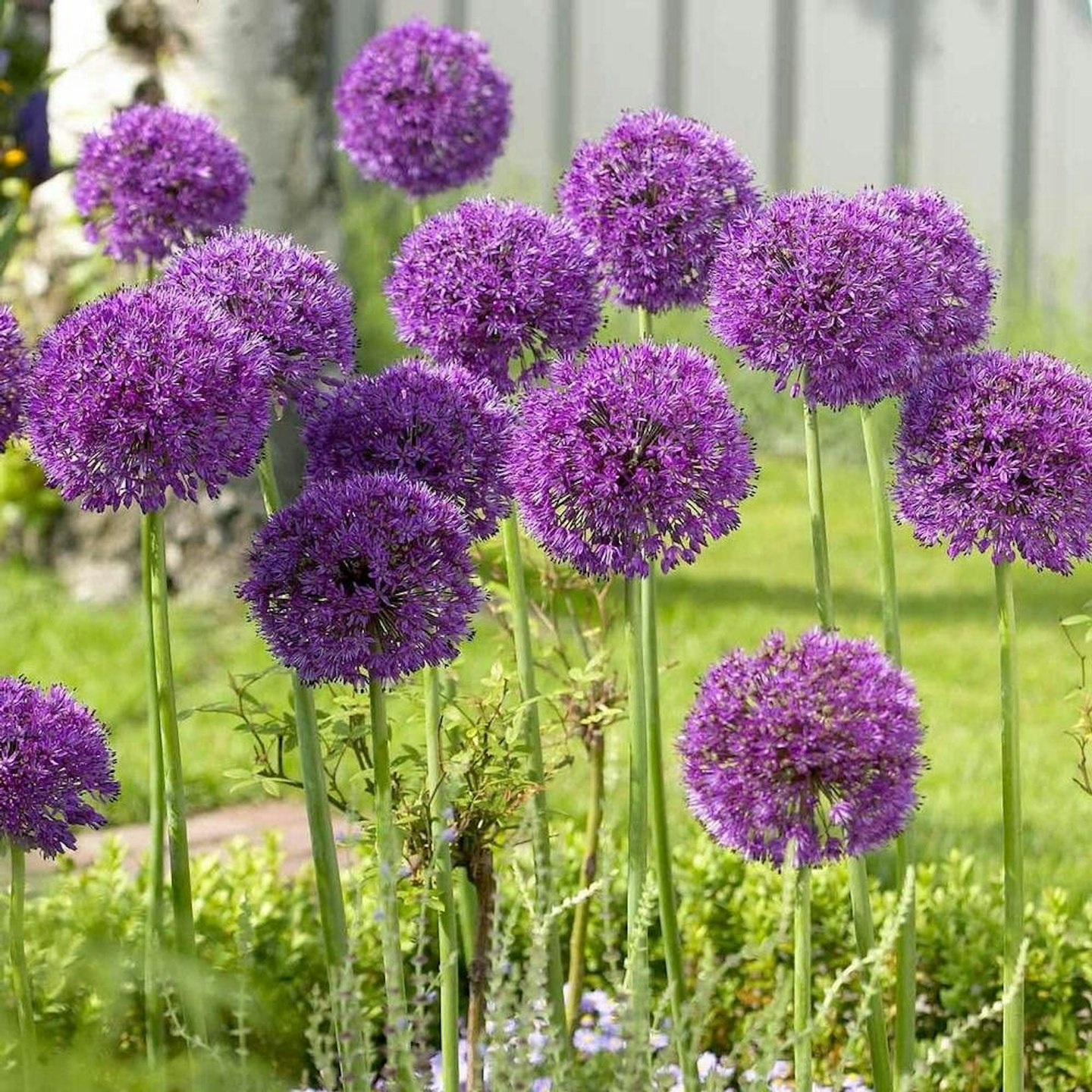 5 x Giant Allium Purple Sensation Bulb