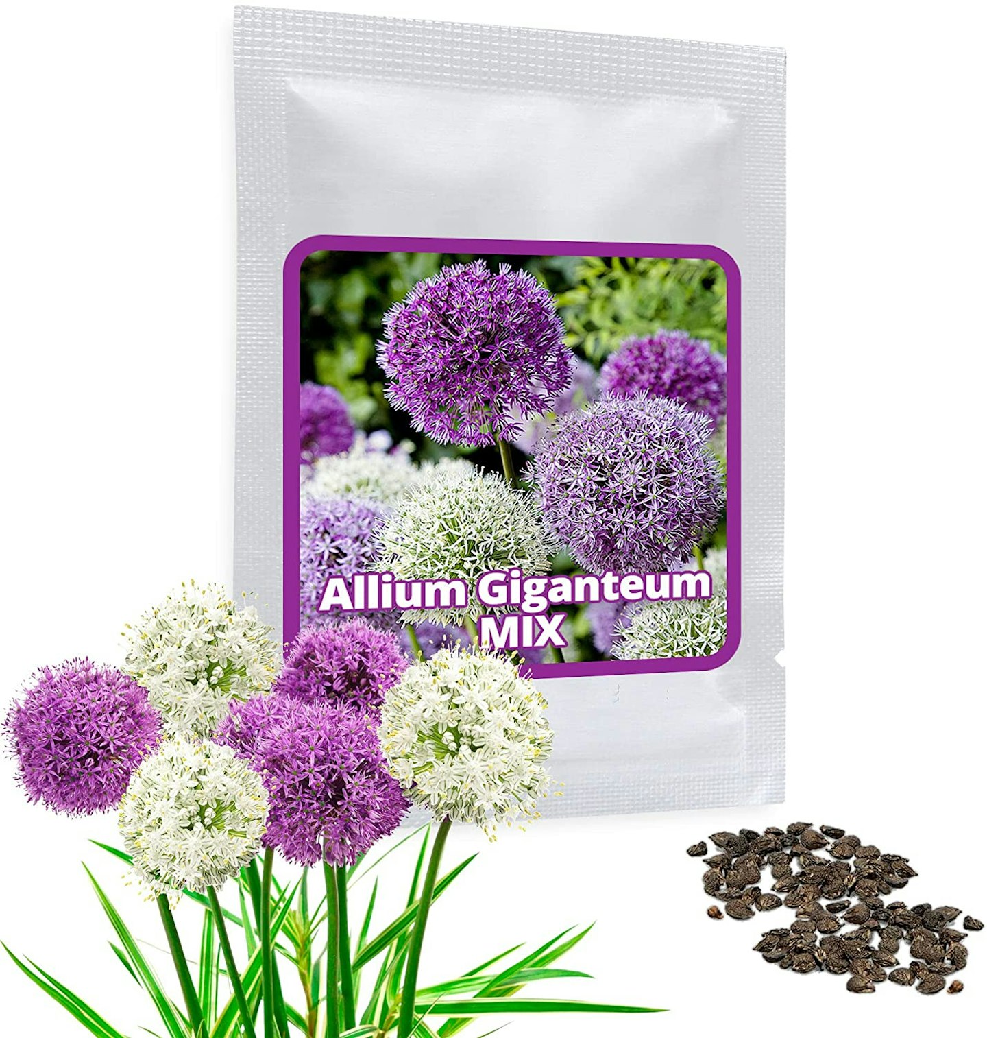 Allium giganteum mix - Purple and White - Total 60 Seeds