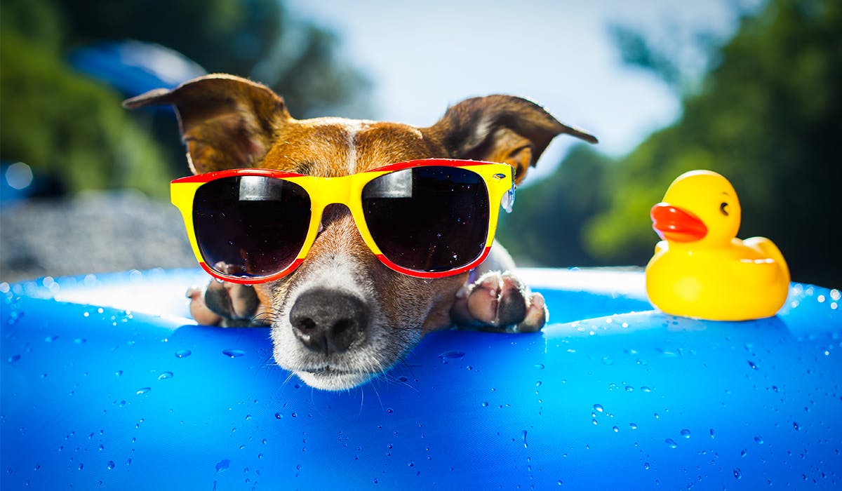 How to cool down a dog Life Yours