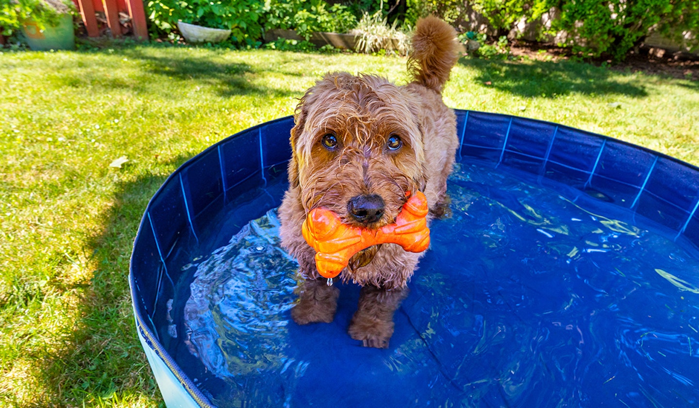 dog in paddling pool