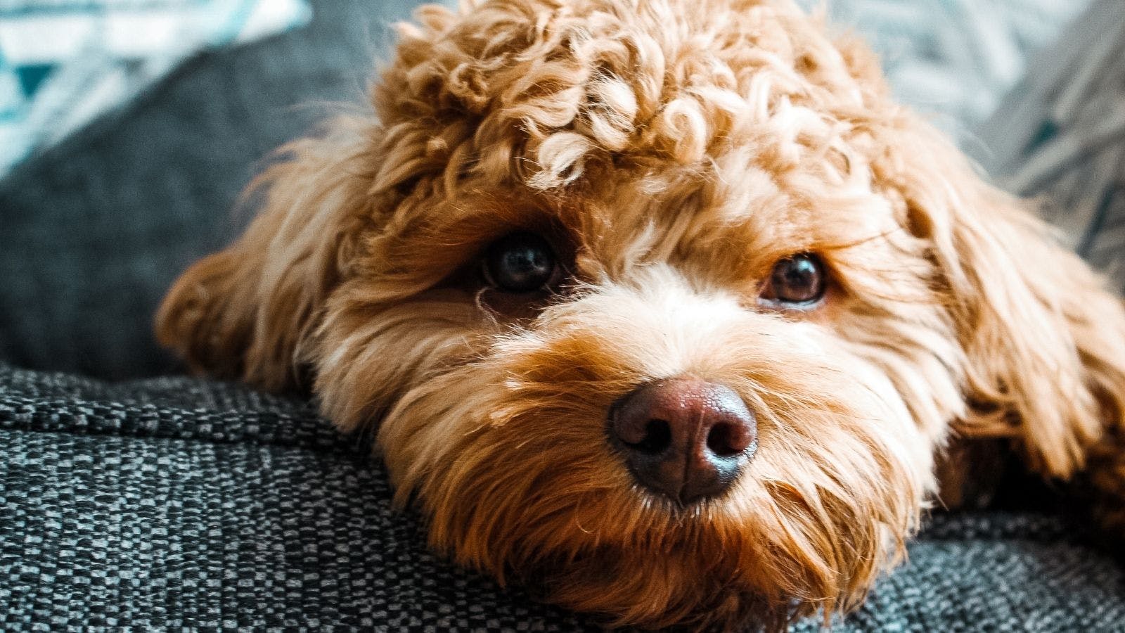 Brushing store a cockapoo