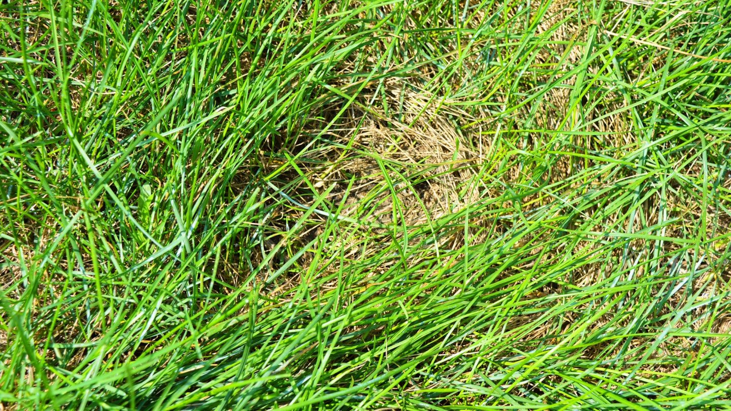 Thatch on the lawn