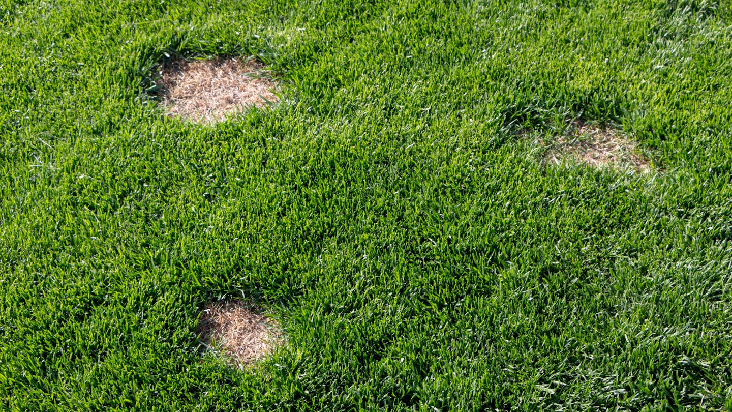 Lawn bare patches