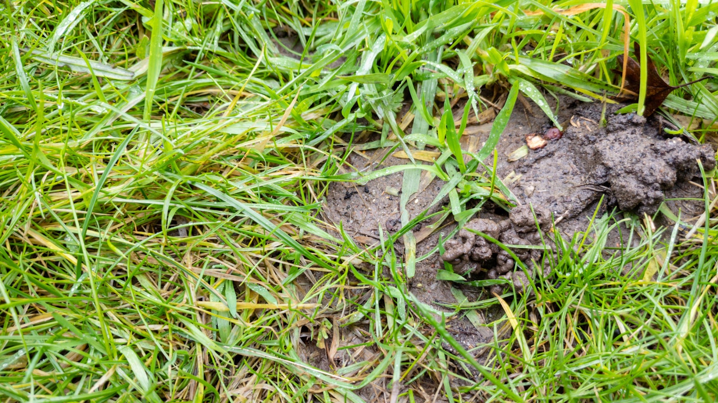 Worm casts on lawn