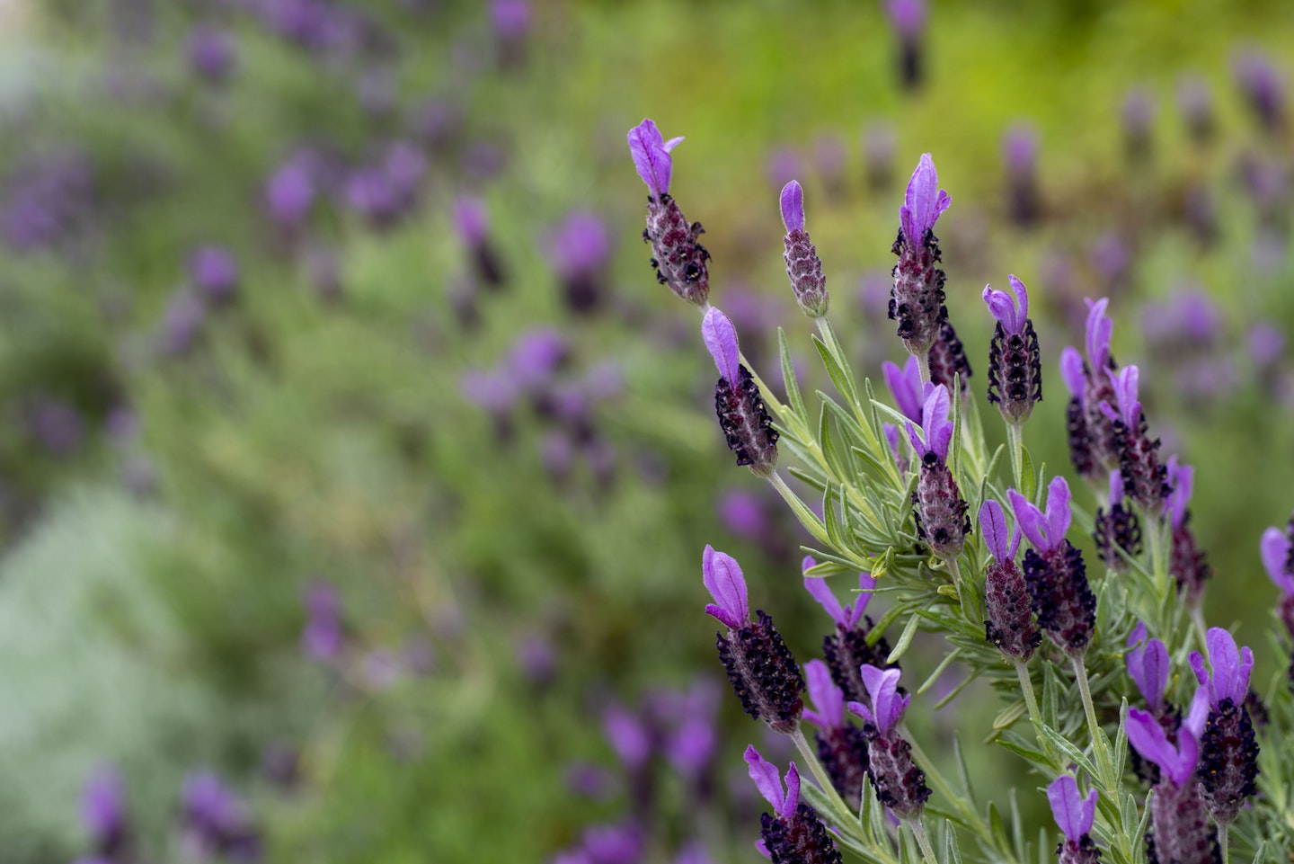 French lavender