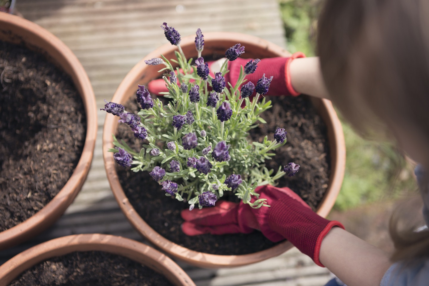woman potting lavender