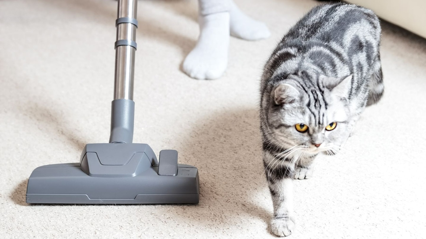 The best cordless vacuum for pet hair 2024
