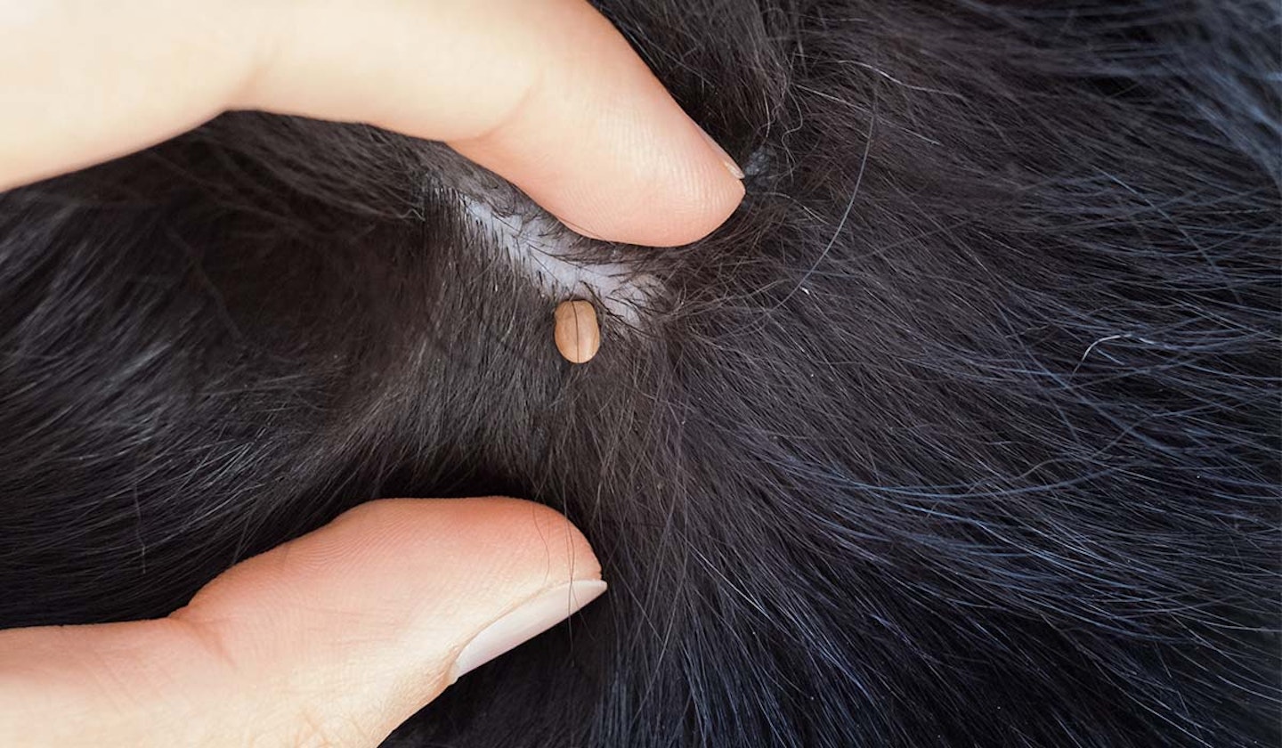 dog tick