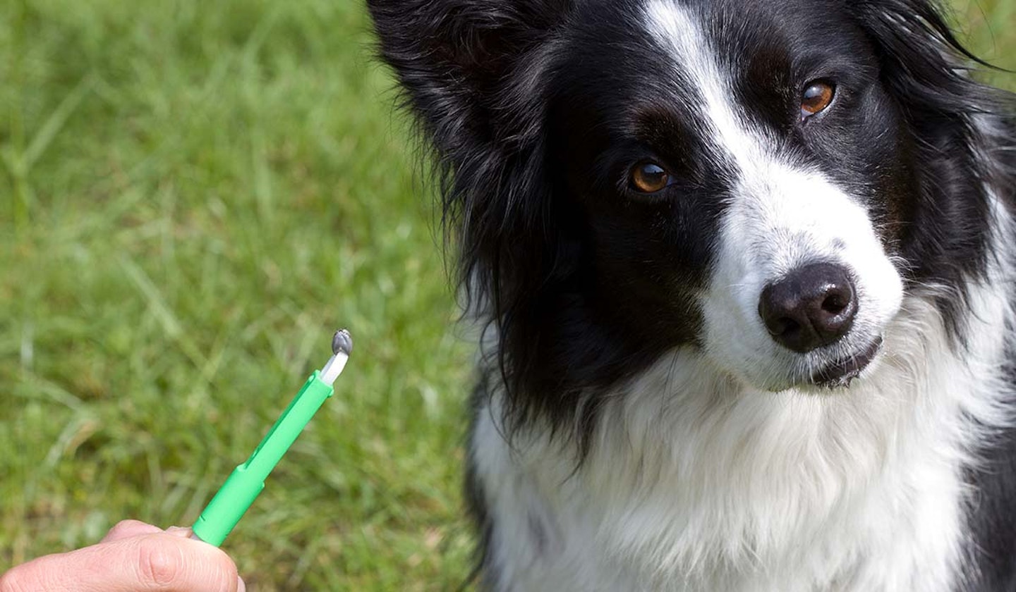 Dog with tick tweezers