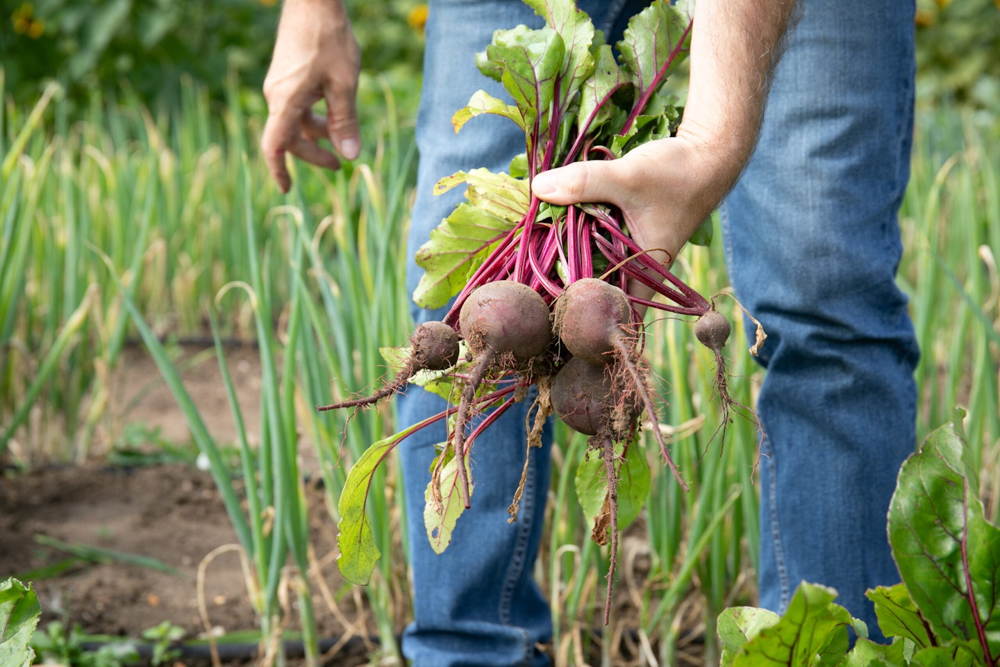 Marshalls Garden Beetroot Chioggia