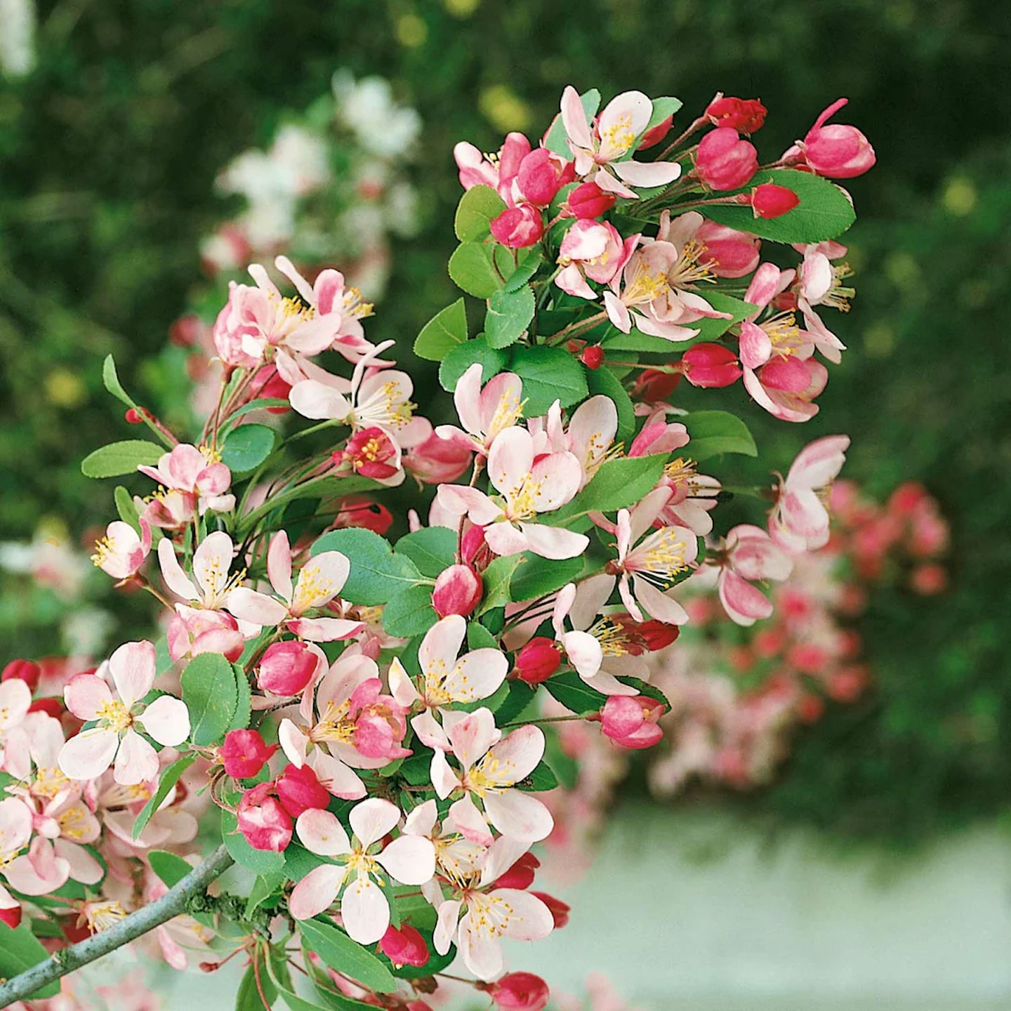 Marshalls Garden Crab Apple Tree